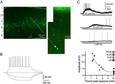 Alpha-2 nicotinic acetylcholine receptors regulate spectral integration in auditory cortex